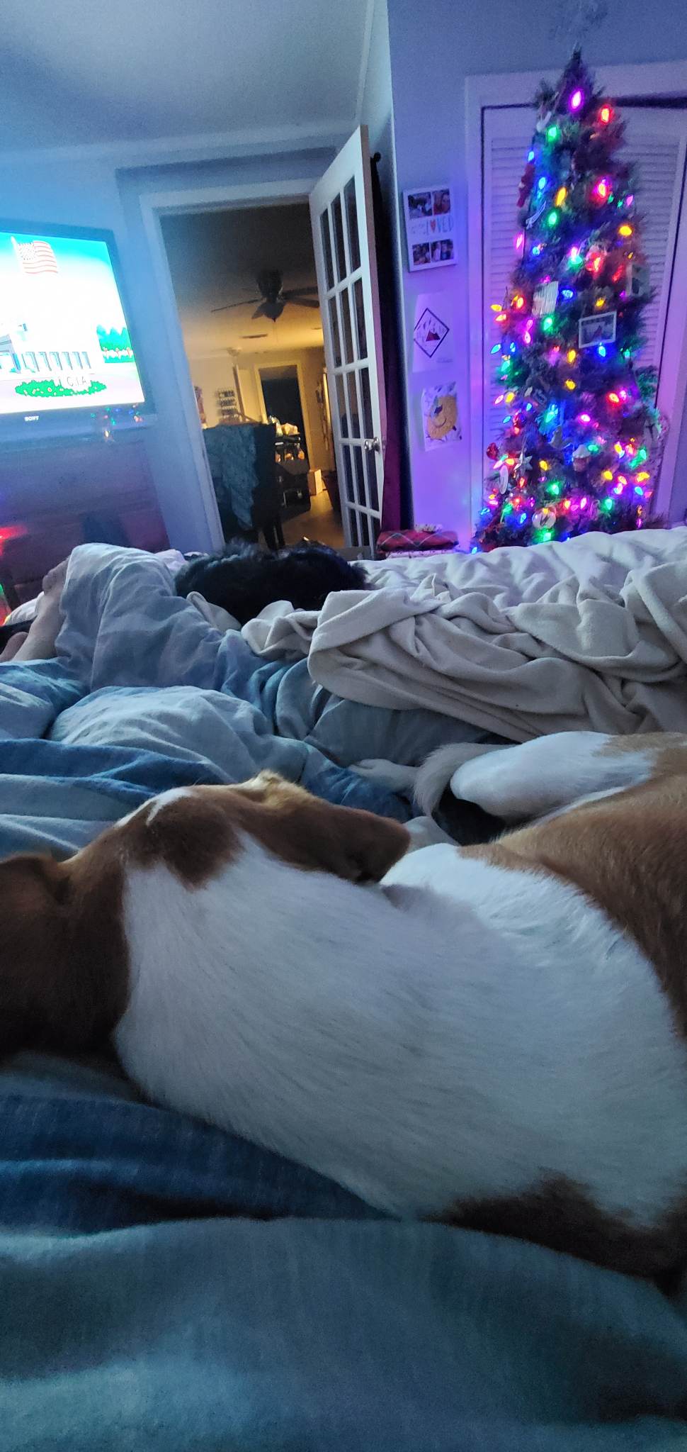 a picture of one of my dogs lying against me while we watch a movie
