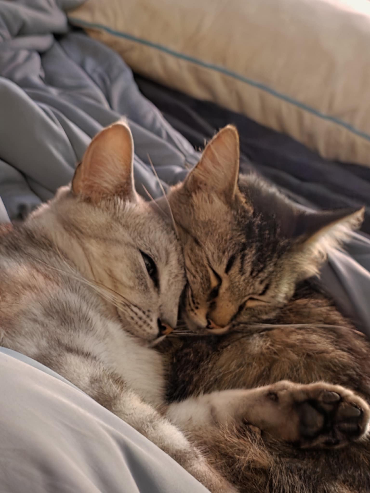 Our cats Ashe and Dash cuddling together