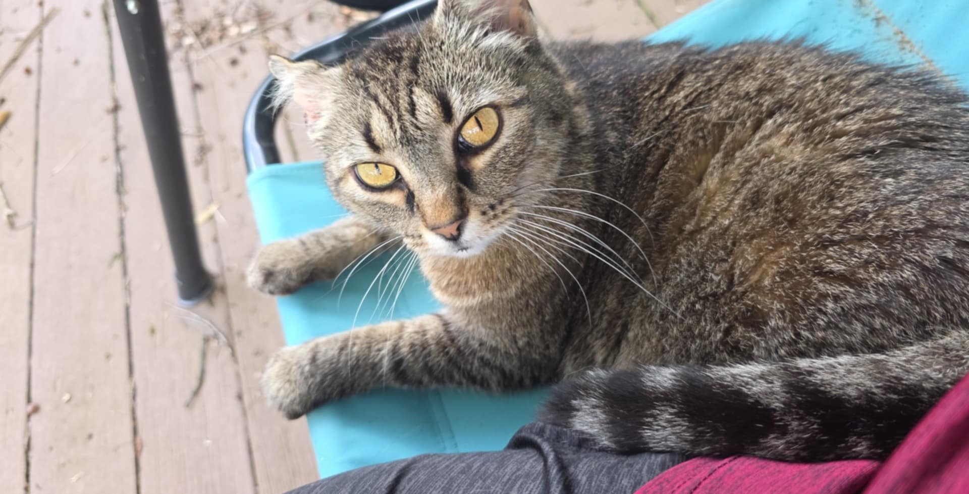 Our cat Gracie portrait photo