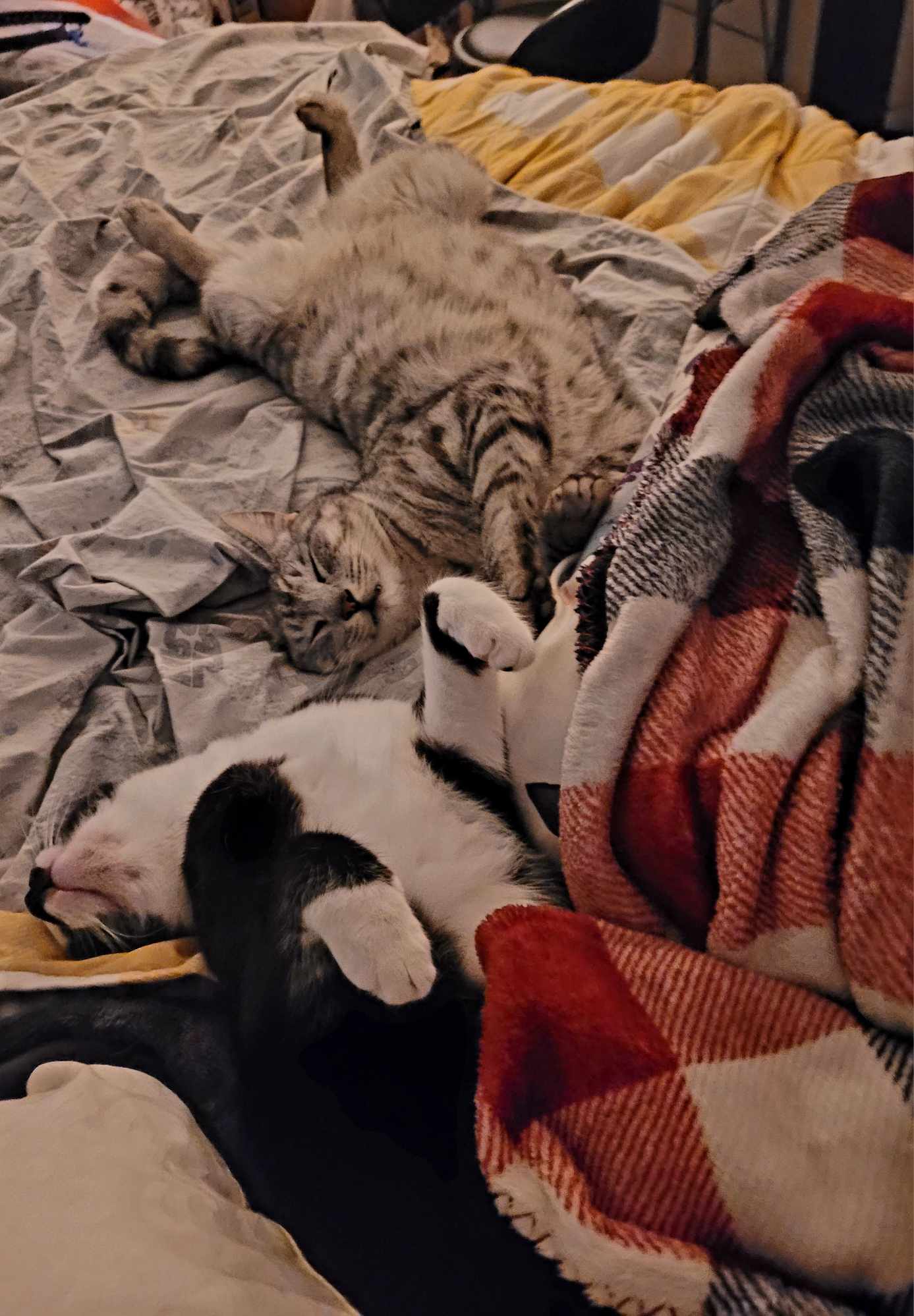 Our cats Whiskers and Ashe sleeping together on the bed