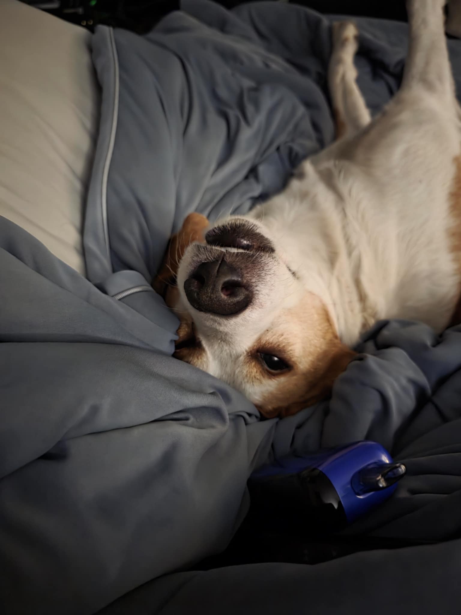 Our dog George sitting and looking at the camera