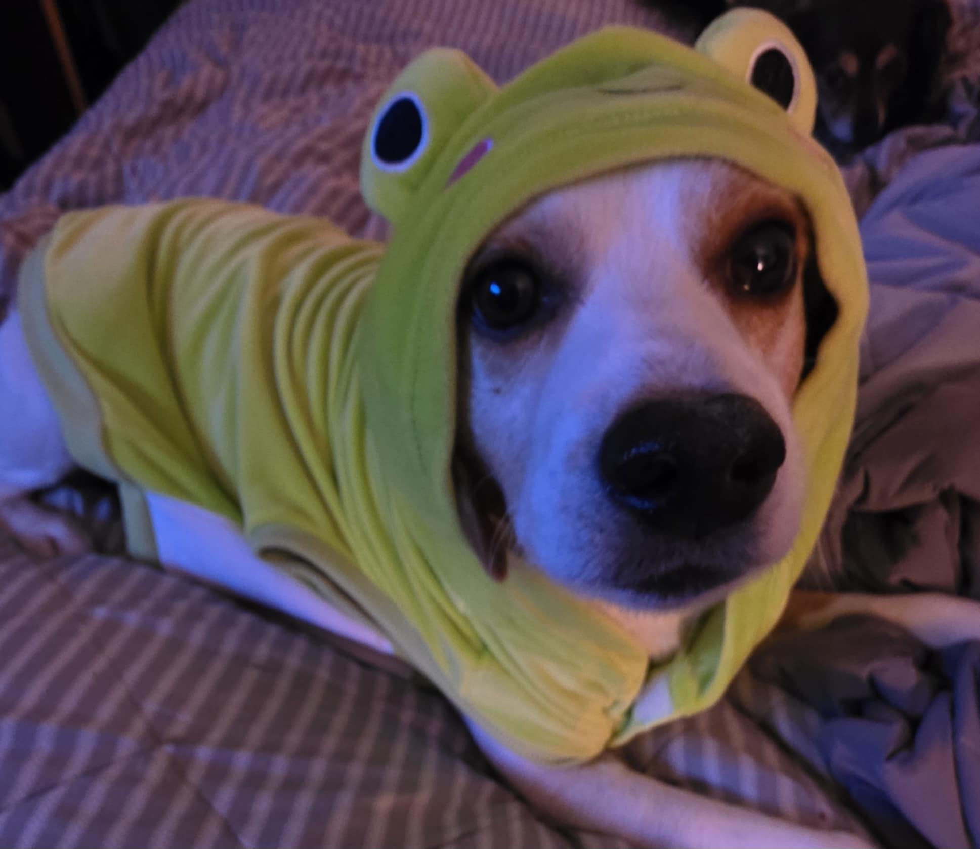 Our dog George wearing a frog costume